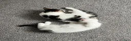 Domestic Shorthair cats for sale: A gorgeous male tabby and white domestic shorthair - Advert 7