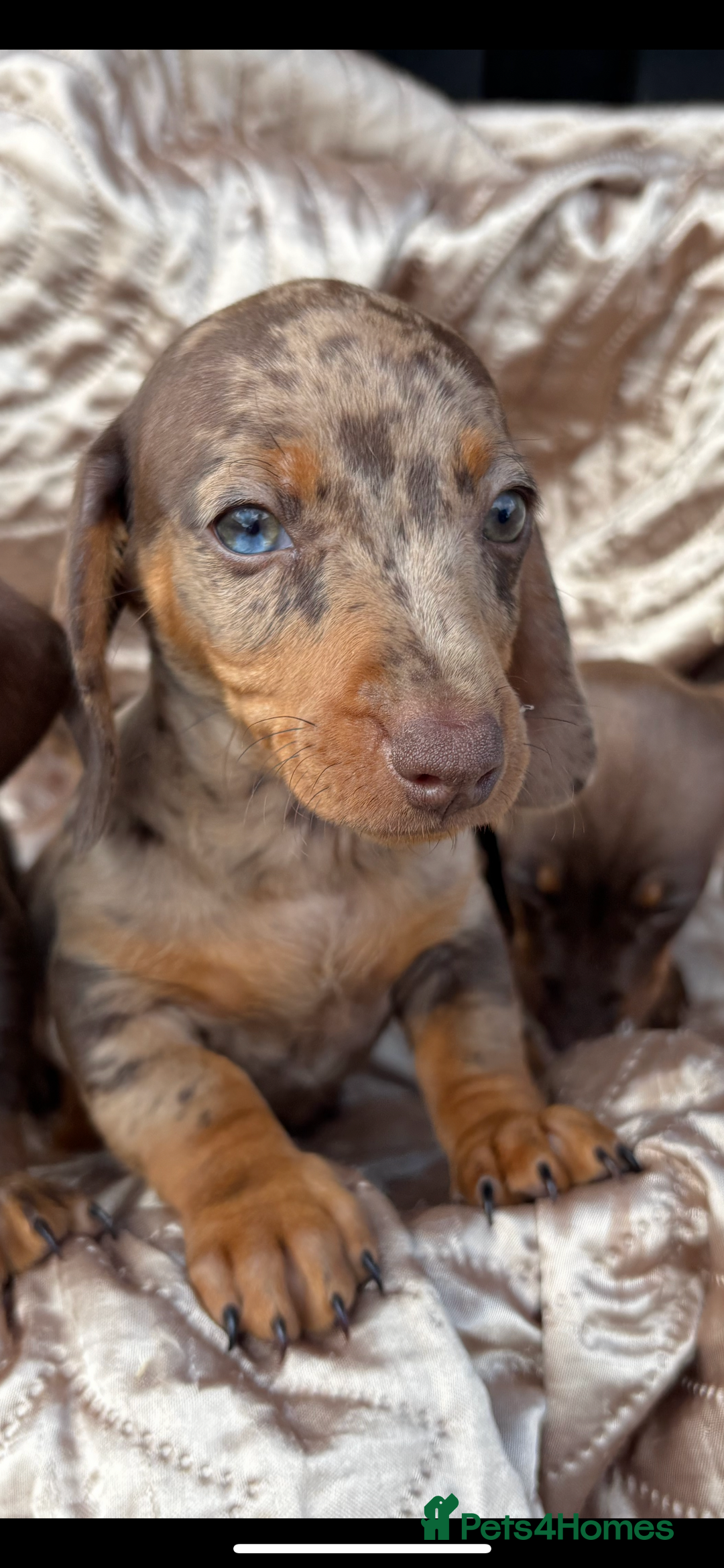 Dachshund dogs for sale: Miniature smooth coat dachshunds  - Image 5