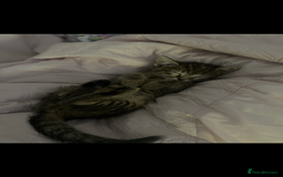 Bengal cats for sale: beautiful bengal kitten  - Image 32