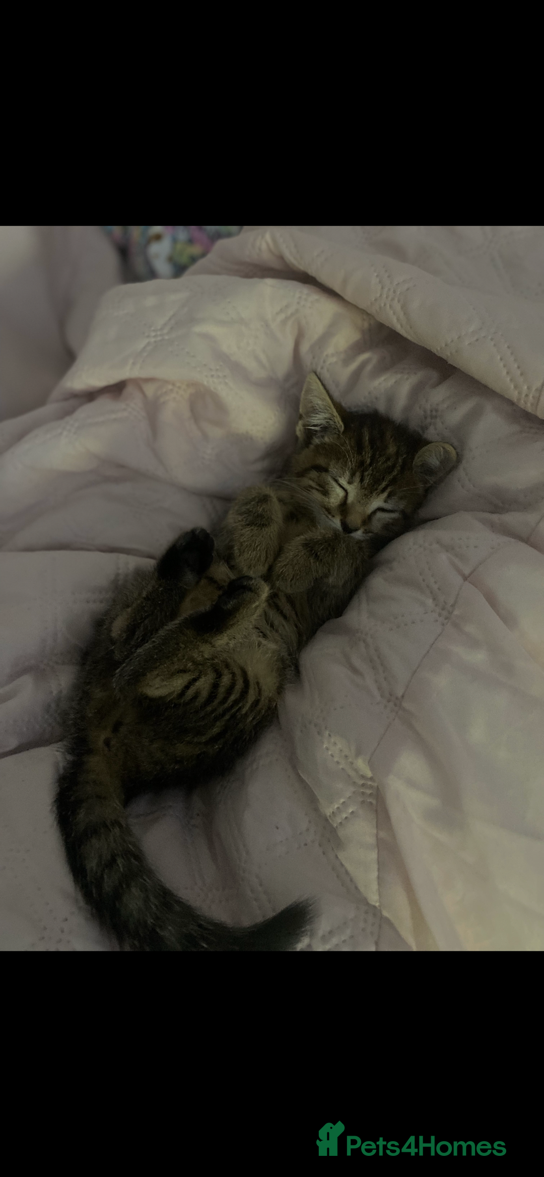 Bengal cats for sale: beautiful bengal kitten  - Image 32