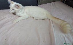 Mixed Breed cats for sale: Long haired Mixed breed ragdoll x ginger mother - Image 19