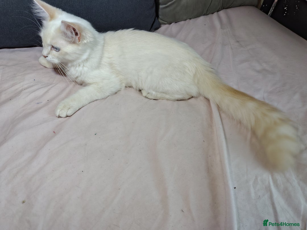 Mixed Breed cats for sale: Long haired Mixed breed ragdoll x ginger mother - Image 19