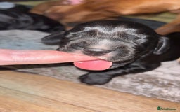 Cockerdor dogs for sale: Cockerdors  - Advert 9