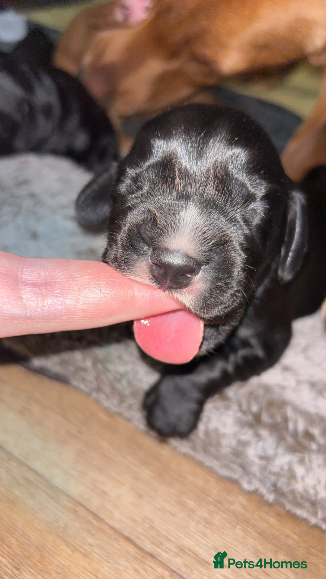 Cockerdor dogs for sale: Cockerdors  - Advert 9