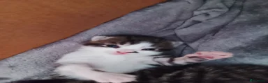 Domestic Shorthair 2