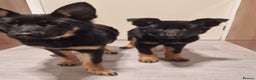 German Shepherd dogs for sale: German shepherd puppies - Advert 4
