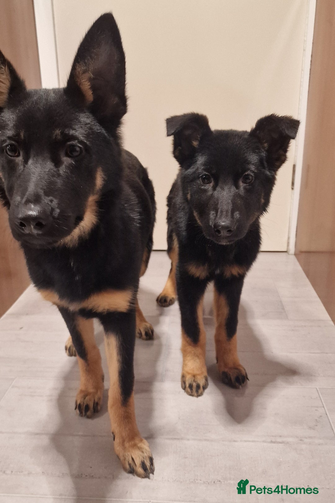 German Shepherd dogs for sale: German shepherd puppies - Advert 4