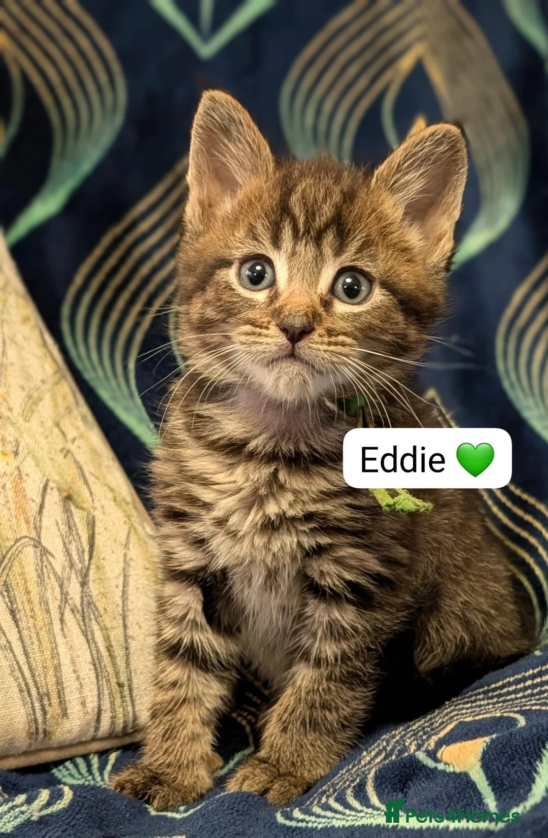 Maine Coon cats for sale: Maine Coon Cross Kittens - Advert 7