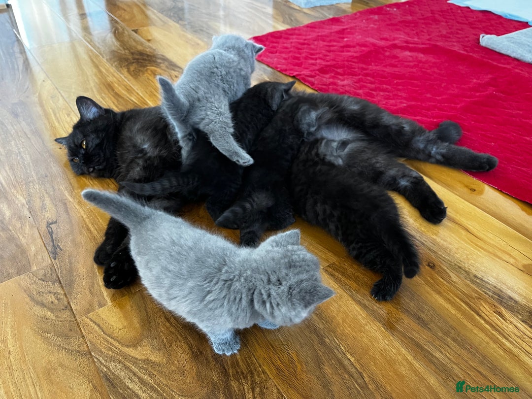 British Shorthair cats for sale: British Shorthair Kittens – 1 Boy & 3 Girls - Image 7