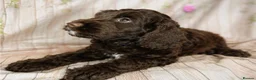Cockapoo dogs for sale: Beautiful F1 Cockapoo Boy 👑 in Bristol - Advert 4