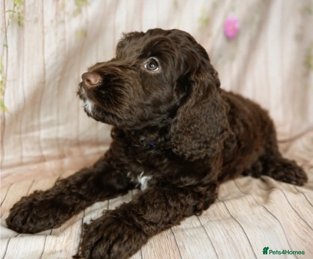Cockapoo dogs for sale: Beautiful F1 Cockapoo Boy 👑 in Bristol - Advert 4