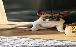 French Bulldog dogs for sale: French Bulldog - Image 7