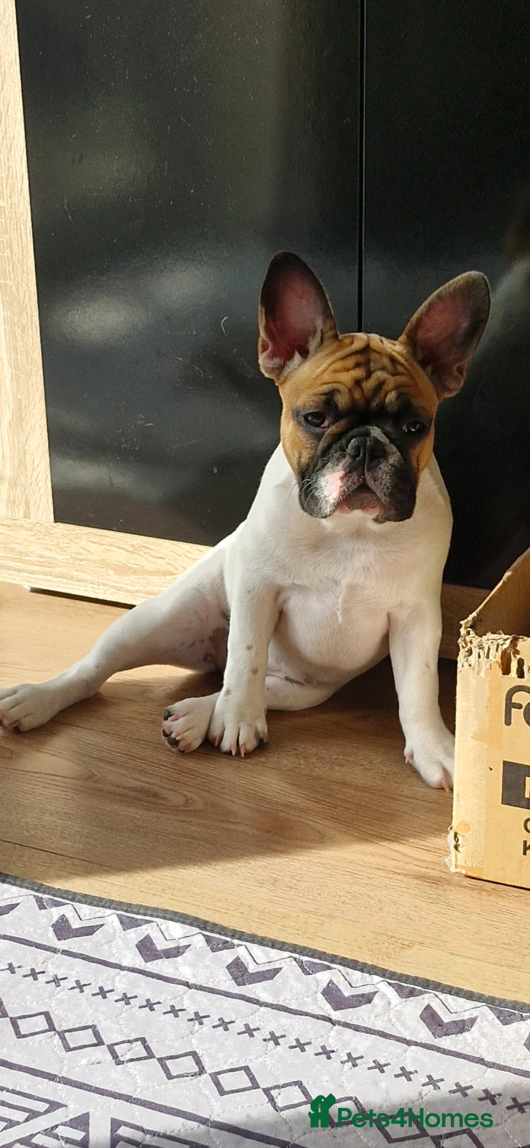 French Bulldog dogs for sale: French Bulldog - Image 7