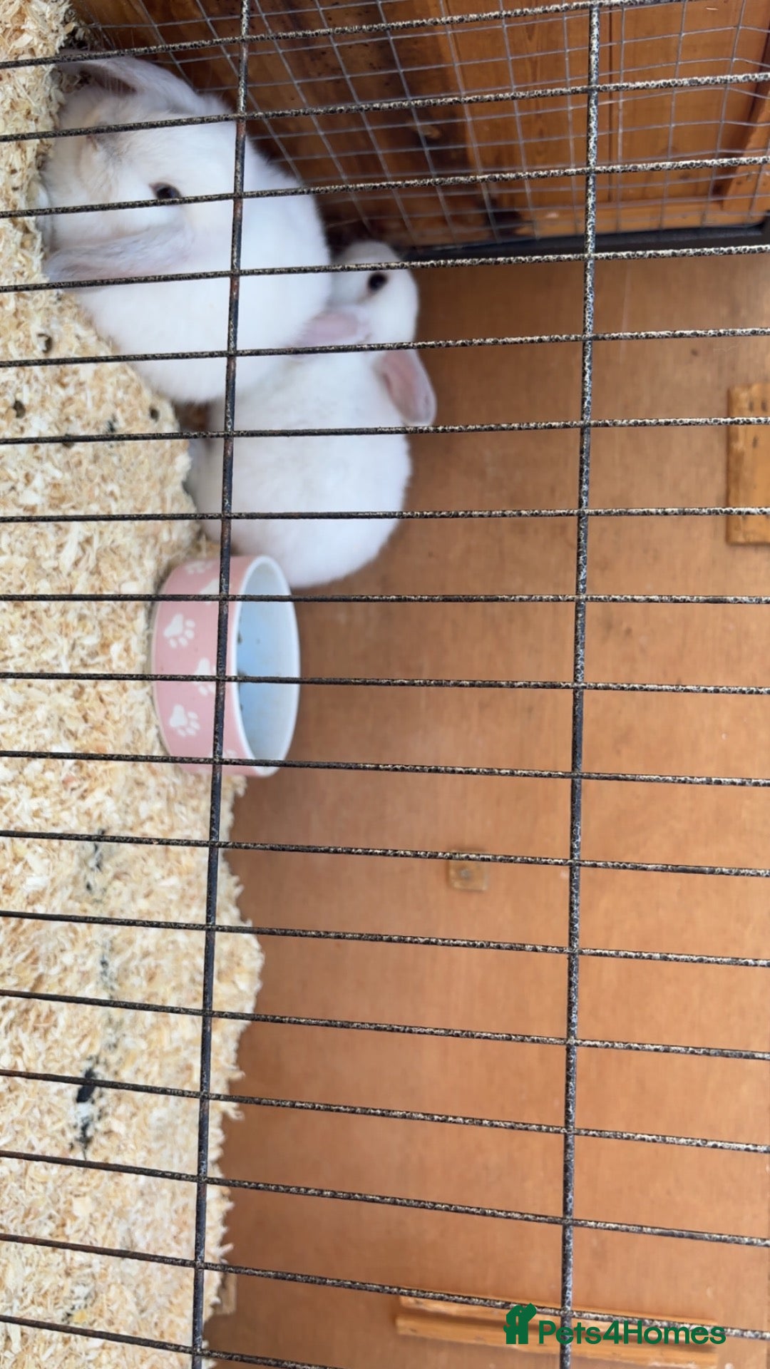Mixed Breed rabbits Baby rabbits mini lop mix  - Advert 2