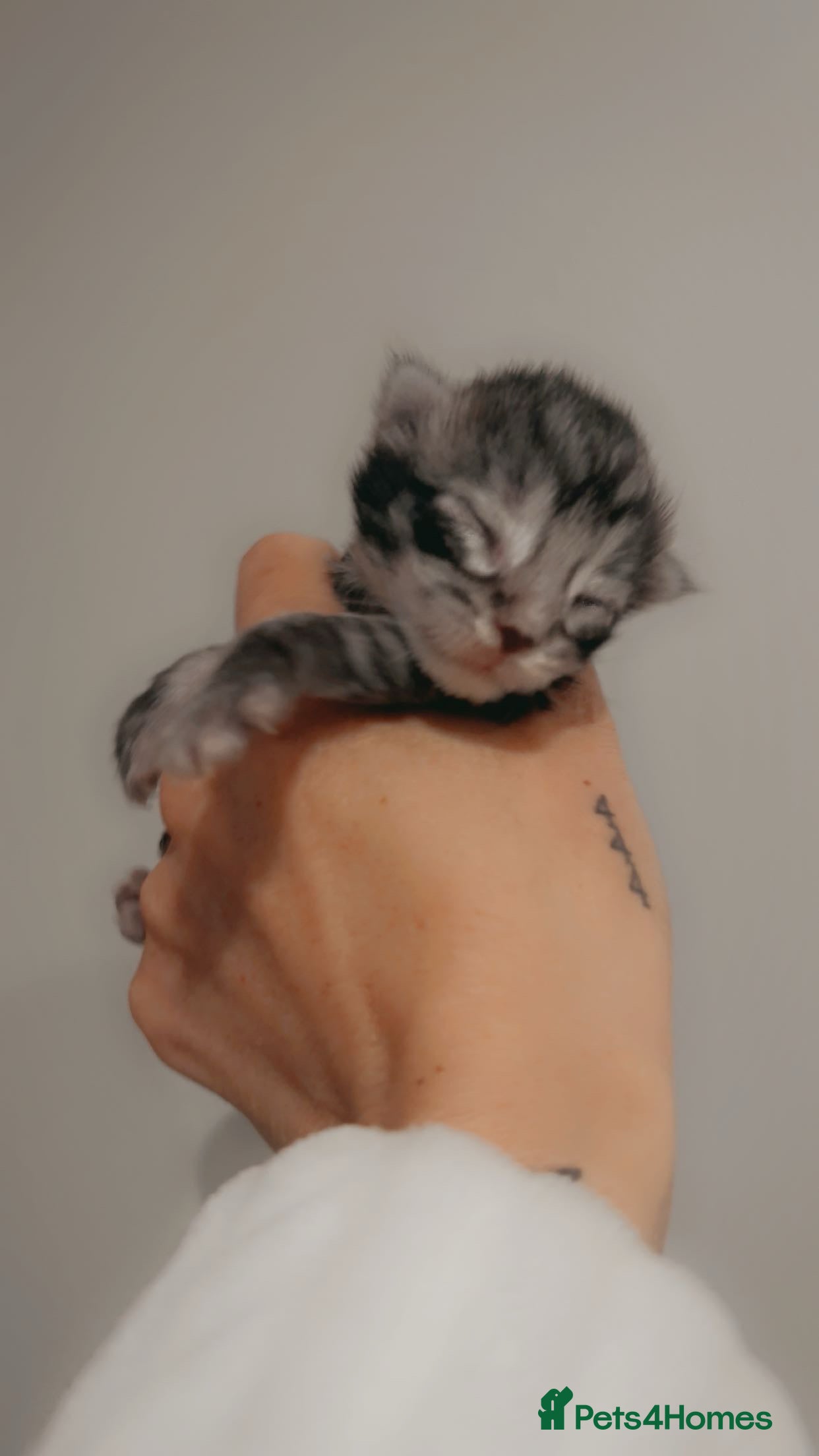 Maine Coon cats Full Pedigree Maine Coon Kittens  - Advert 3