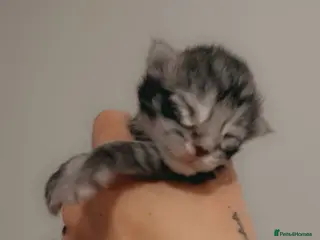 Maine Coon cats Full Pedigree Maine Coon Kittens - Advert 2