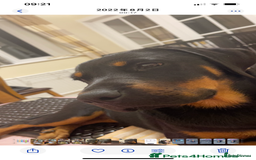 Mixed Breed dogs for sale: Labrador Rottweiler puppy - Image 3