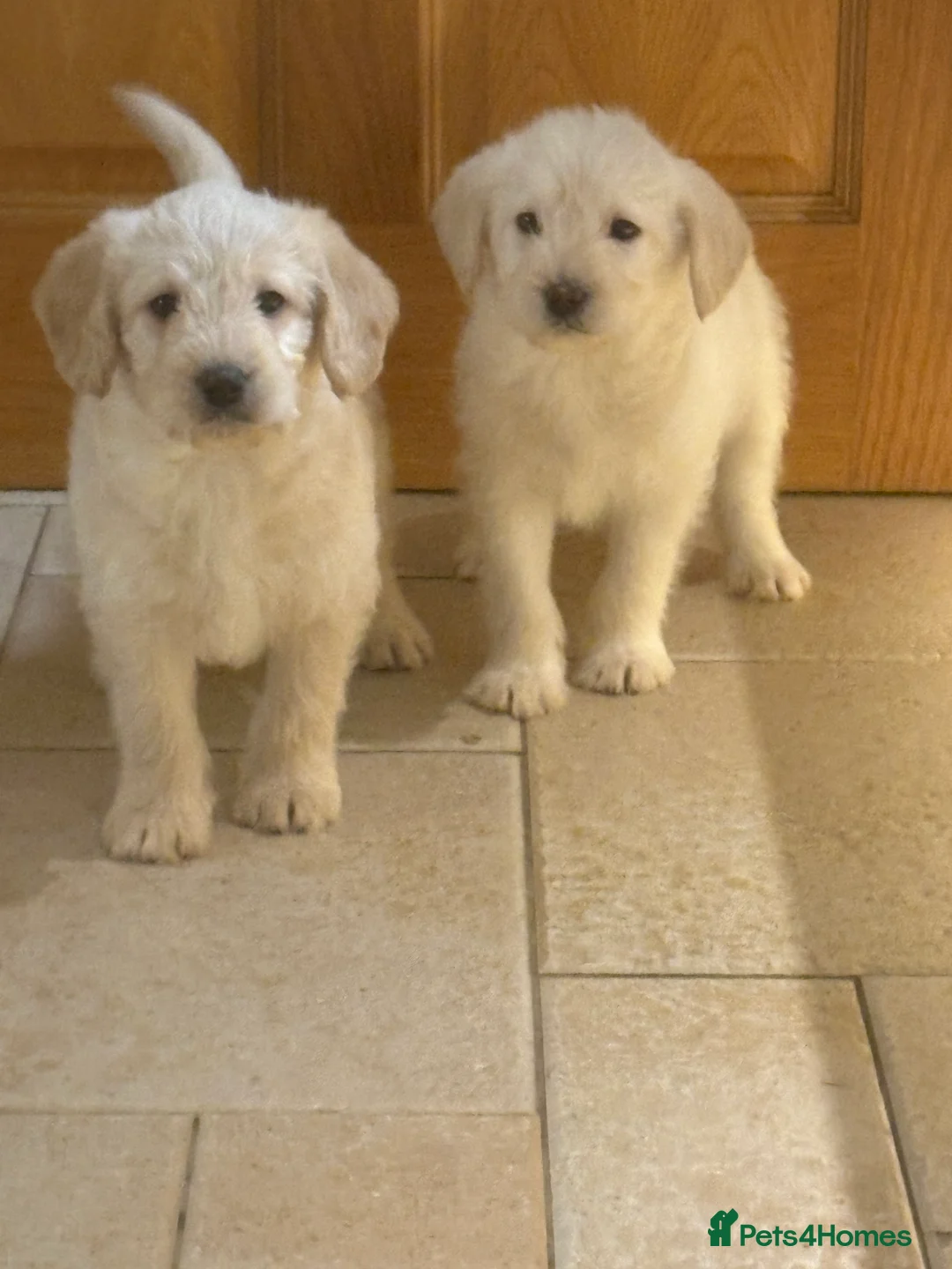 Labradoodle dogs for sale: Miniature labradoodle pups - Advert 1