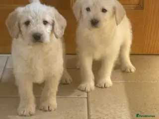 Labradoodle dogs Miniature labradoodle pups - Advert 1