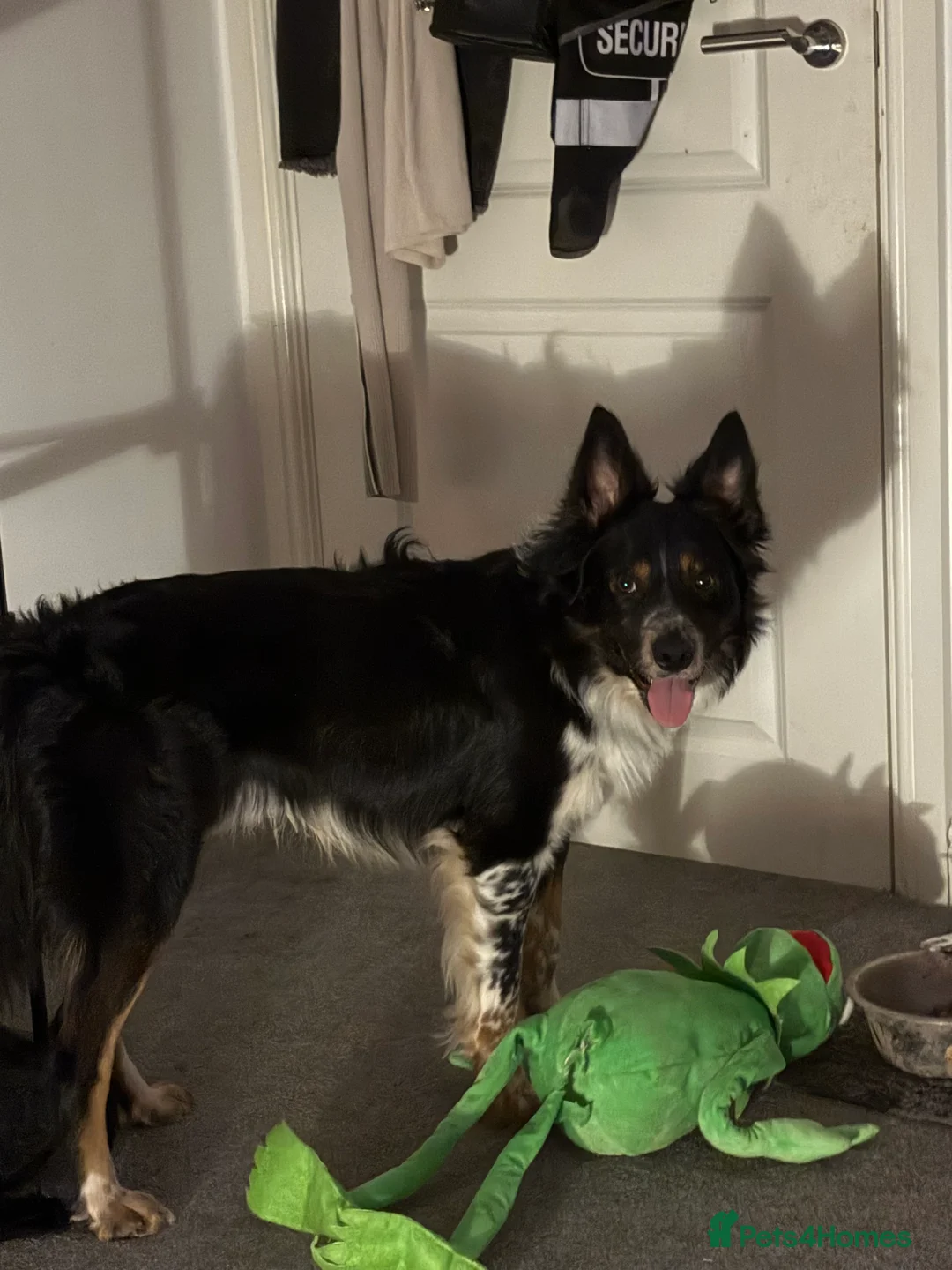 Border Collie dogs for sale: Bailey!  - Advert 6