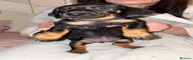 Dachshund 7