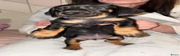 Dachshund dogs for sale:  DACHSHUND PUPPIES!! BEAUTIFUL AND HEALTHY - Advert 8