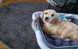 Golden Retriever dogs for sale: Golden retriever - Image 1