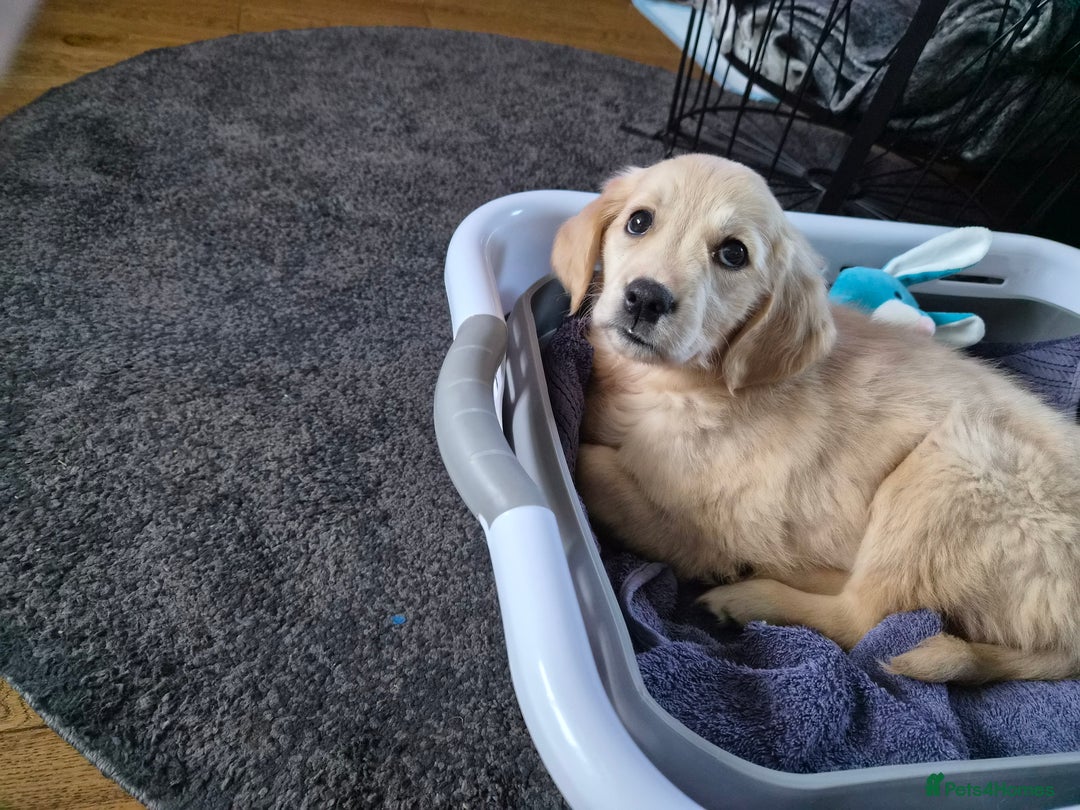 Golden Retriever dogs for sale: Golden retriever - Image 1