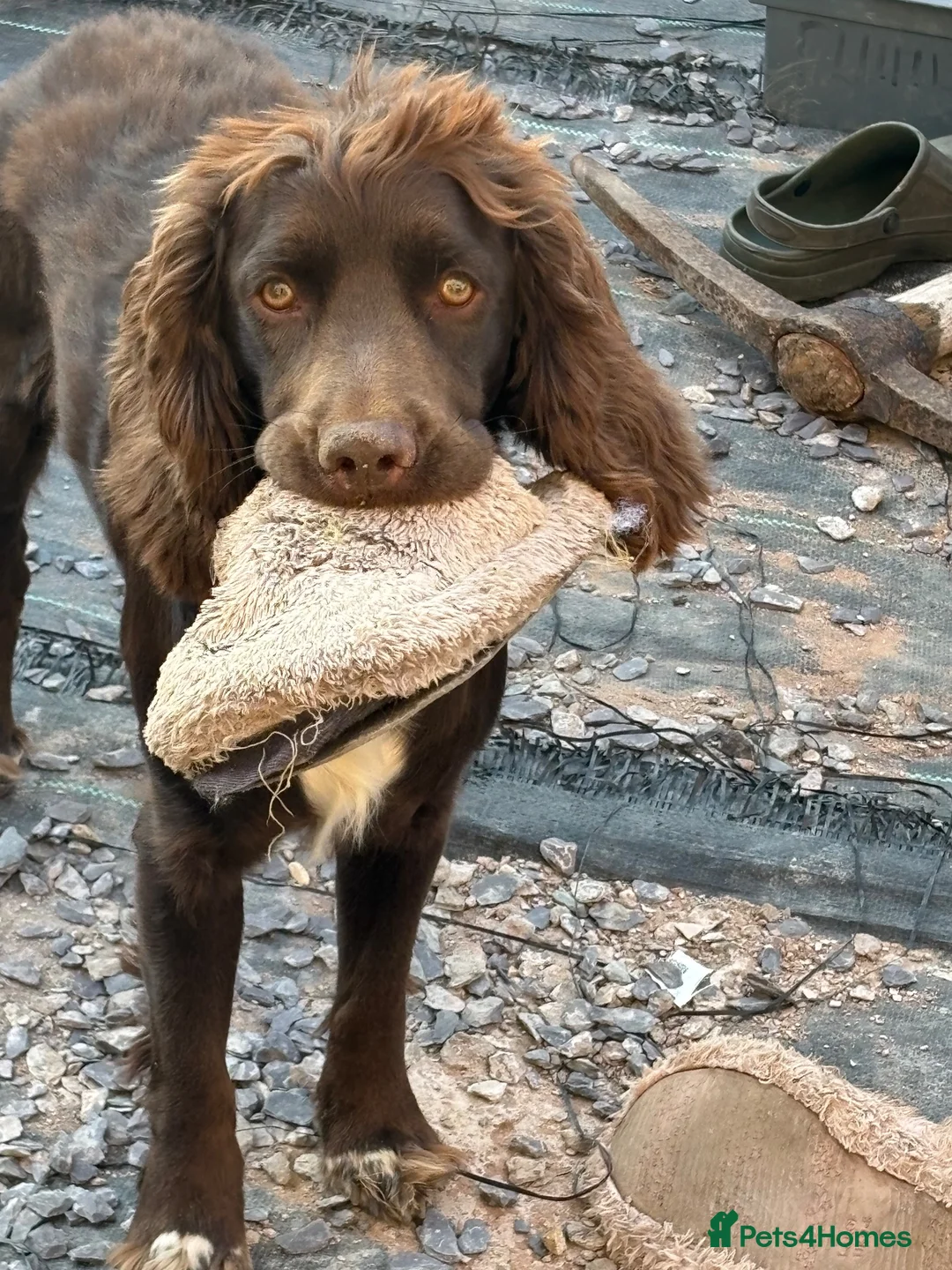 Cocker Spaniel dogs for sale: Charlie looking for a forever home in Matlock - Advert 1