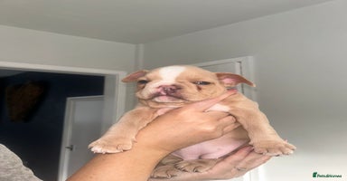 Mixed Breed dogs - Advert 5
