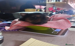 Yorkshire Terrier dogs for sale: Adorable 2 male of Yorkshire Terrier  - Image 2