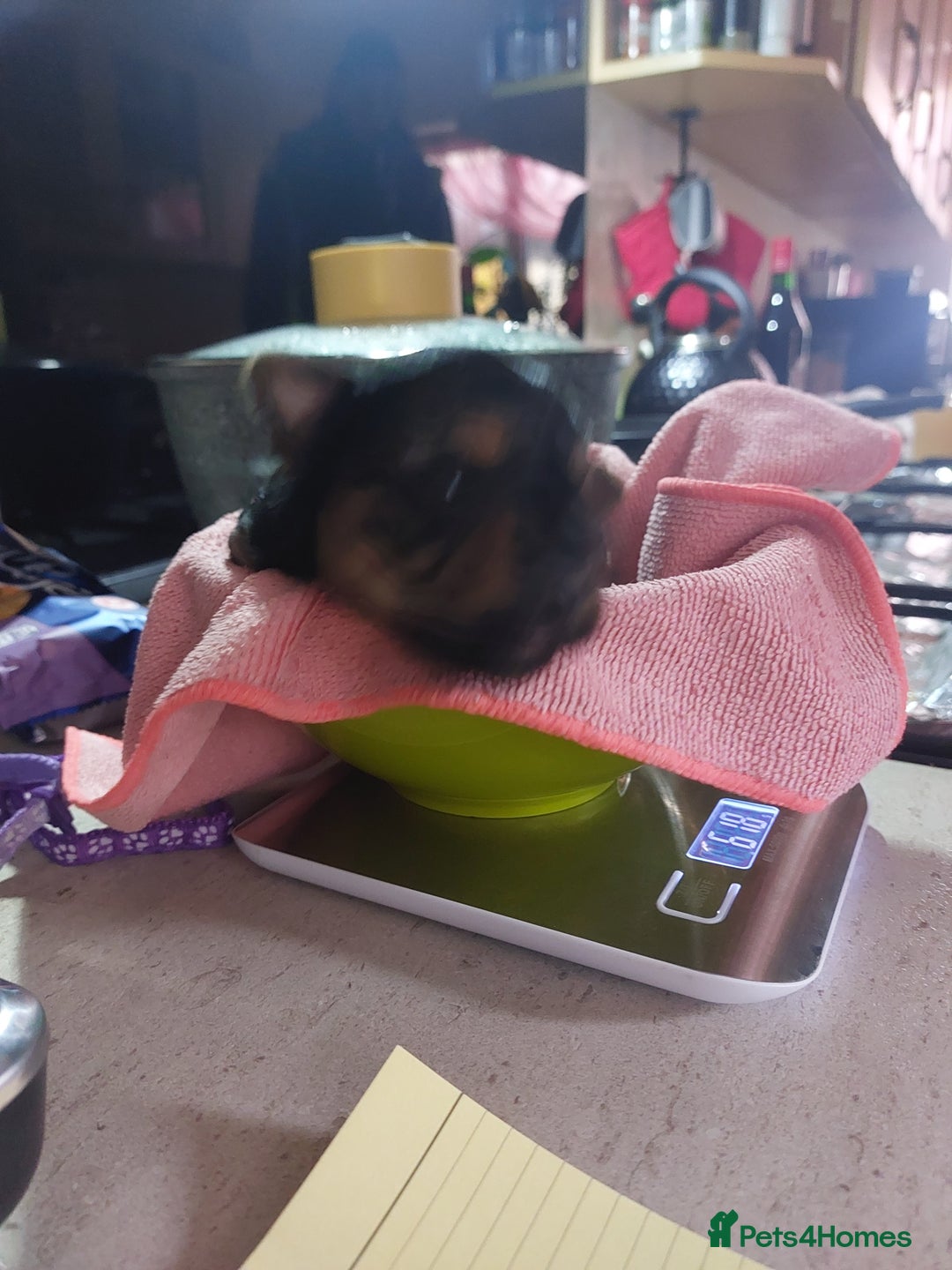 Yorkshire Terrier dogs for sale: Adorable 2 male of Yorkshire Terrier  - Image 2