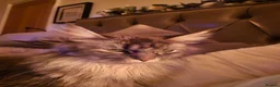 Maine Coon cats for sale: 3 beautiful maincoon kittens , - Advert 3