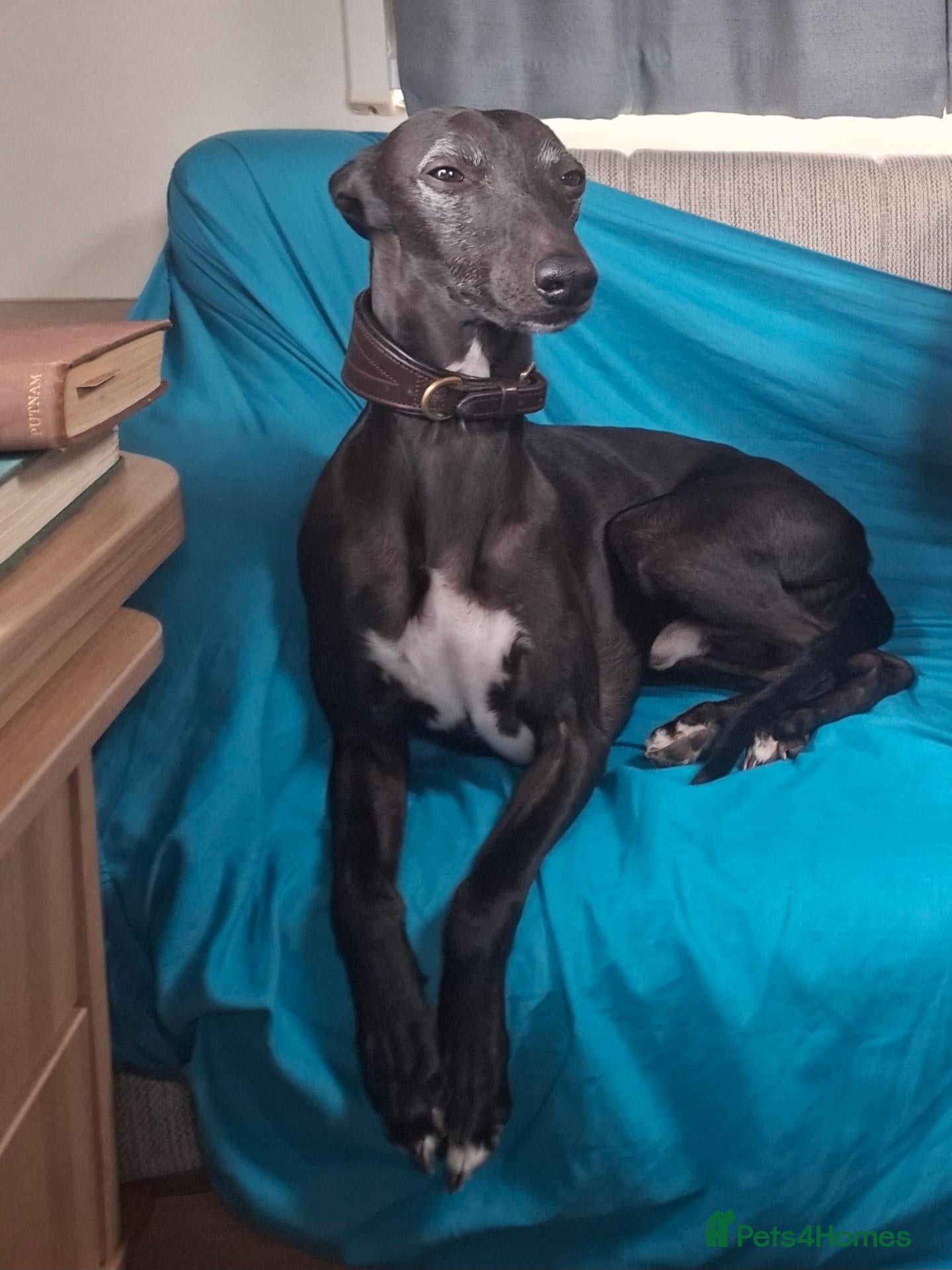 Whippet dogs Eidynrock Sangoma with Silkspun.Show/Sportingbred. - Advert 1