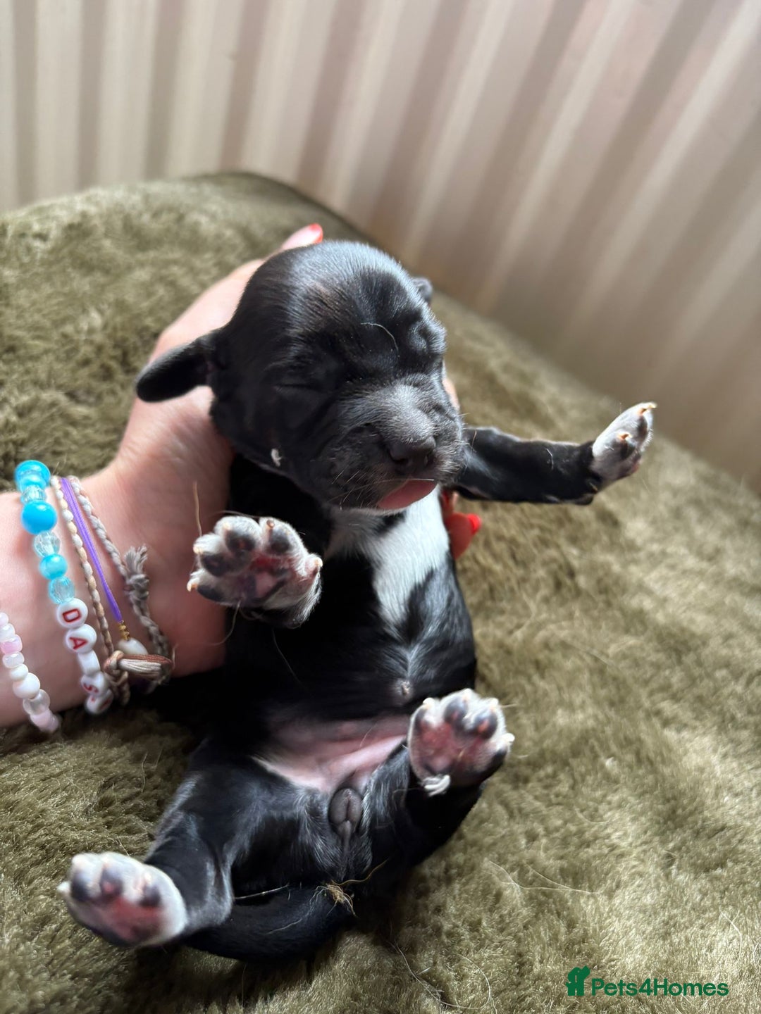 Cocker Spaniel dogs for sale: litter of 6 pedigree cocker spaniel puppies. - Image 13