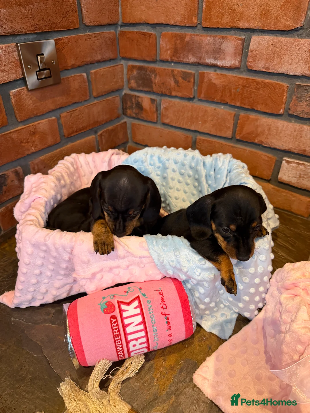 Dachshund dogs for sale: Miniature dachshunds  - Advert 12