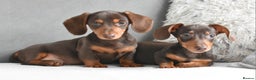 Miniature Dachshund dogs for sale: Miniature Dachshund Boys **READY NOW** - Advert 11