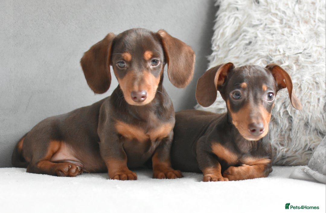Miniature Dachshund dogs for sale: Miniature Dachshund Boys **READY NOW** - Advert 11