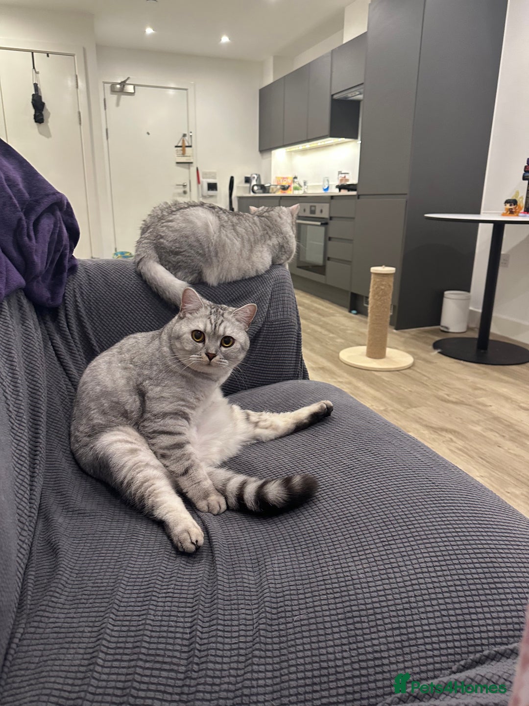 British Shorthair cats for sale: 2x British Shorthair - Advert 7