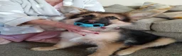 German Shepherd dogs for sale: Freya - Advert 8