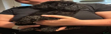 Cockapoo 5