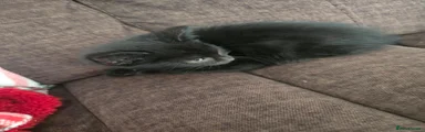 Male black 