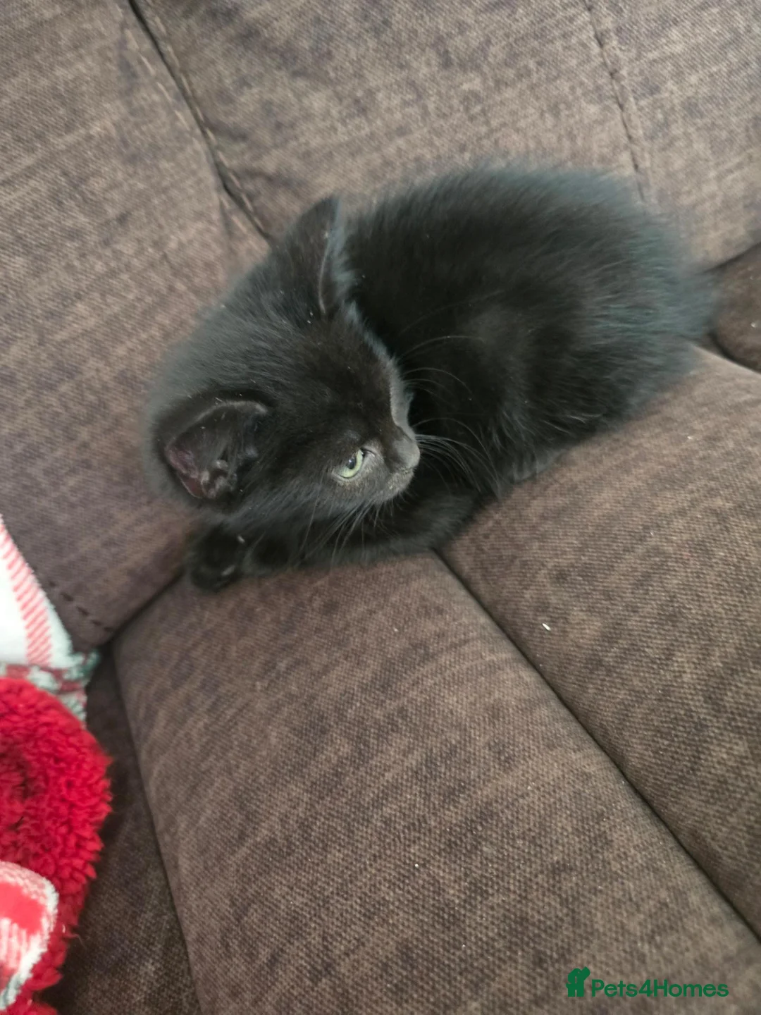 Mixed Breed cats for sale: X2 beautiful kittens looking for forever homes in Salisbury - Advert 2