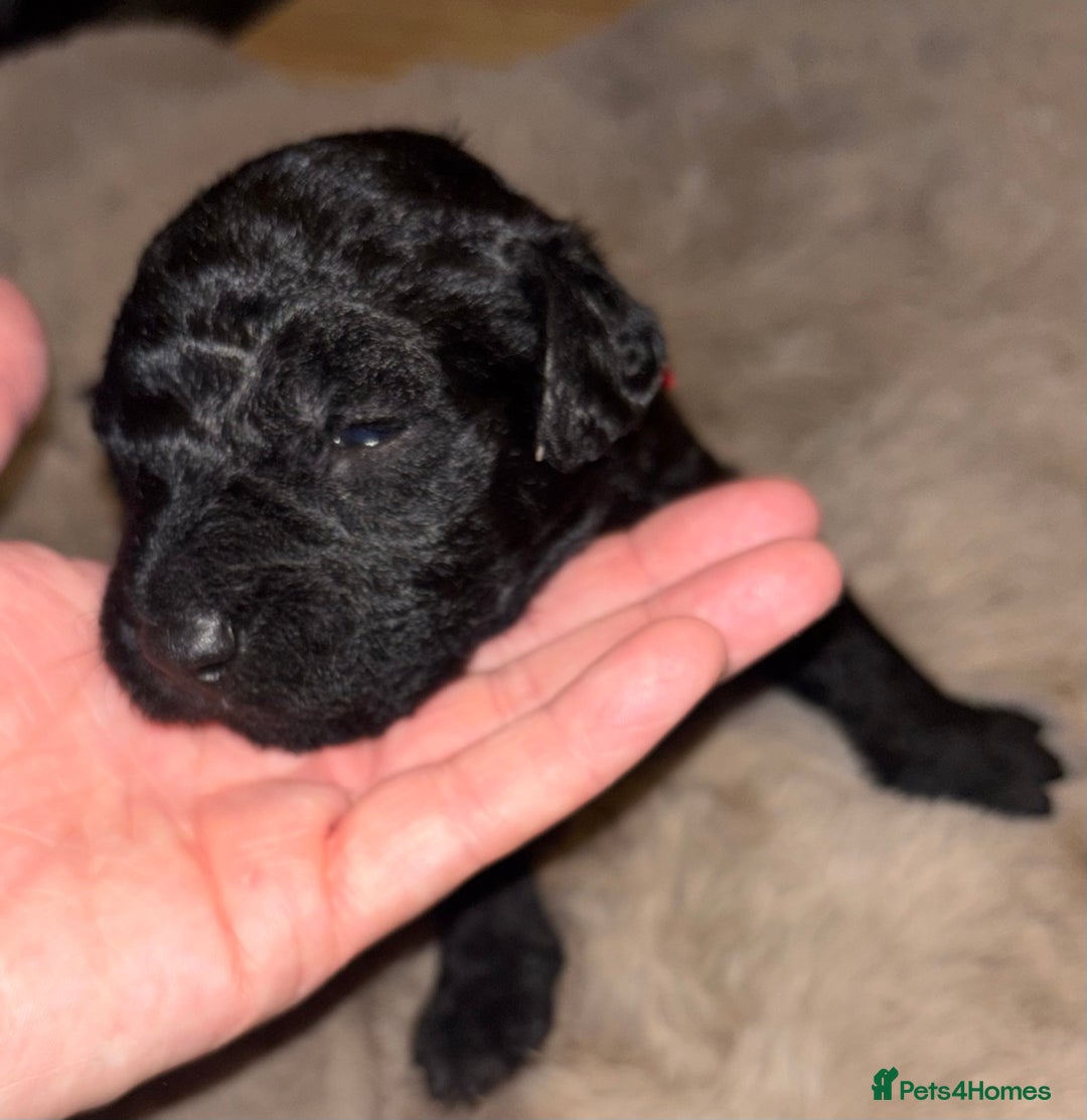 Mixed Breed dogs for sale: 3/4 bedlington  - Image 9