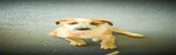 Mixed Breed dogs for adoption: Bentley - the cuddle monster - Advert 8