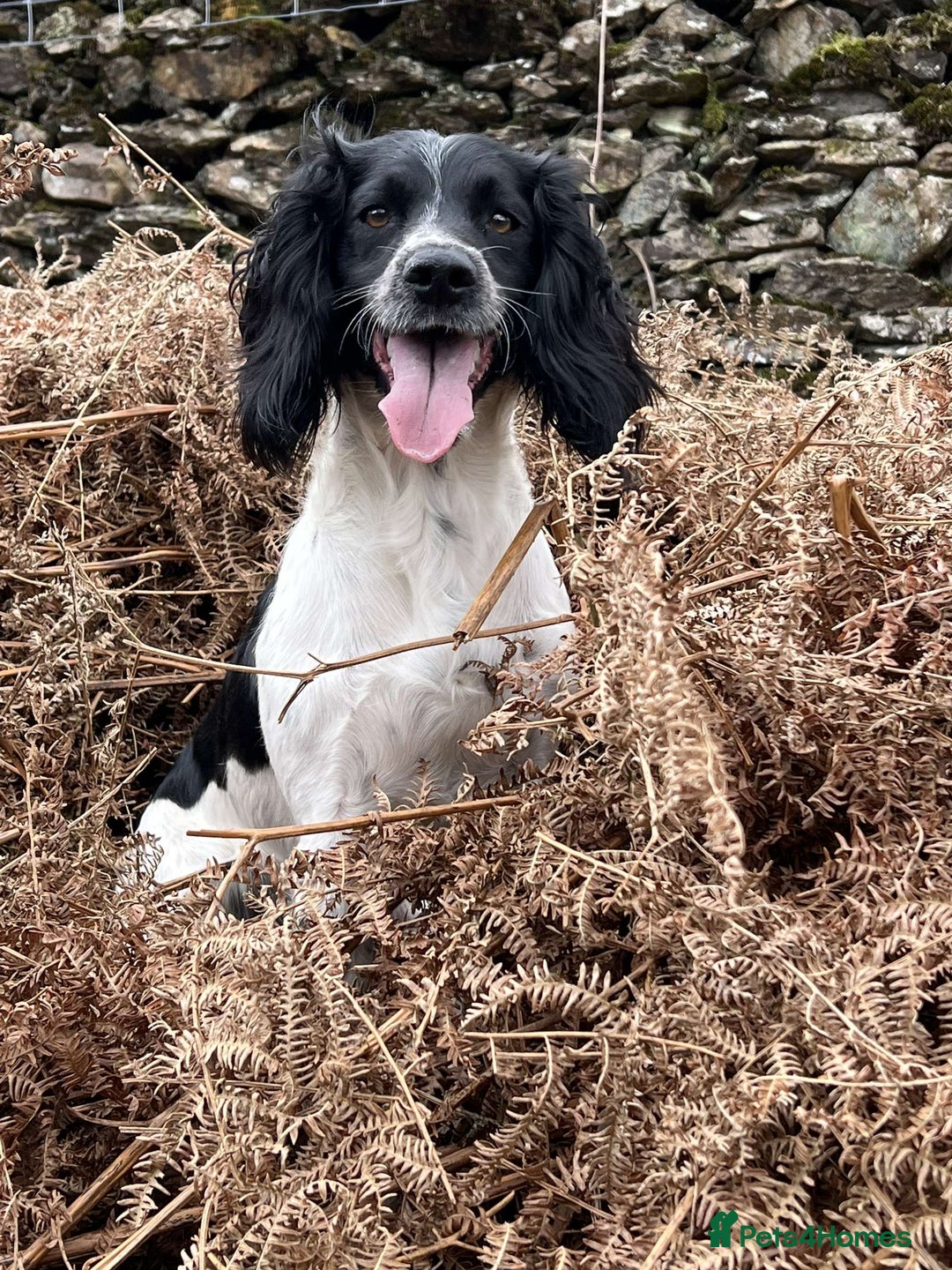Sprocker dogs for sale: Working Sprockers (3/4 Cocker) - Image 6