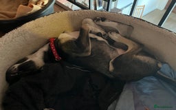 Mixed Breed dogs for adoption: Tonia  - Image 2
