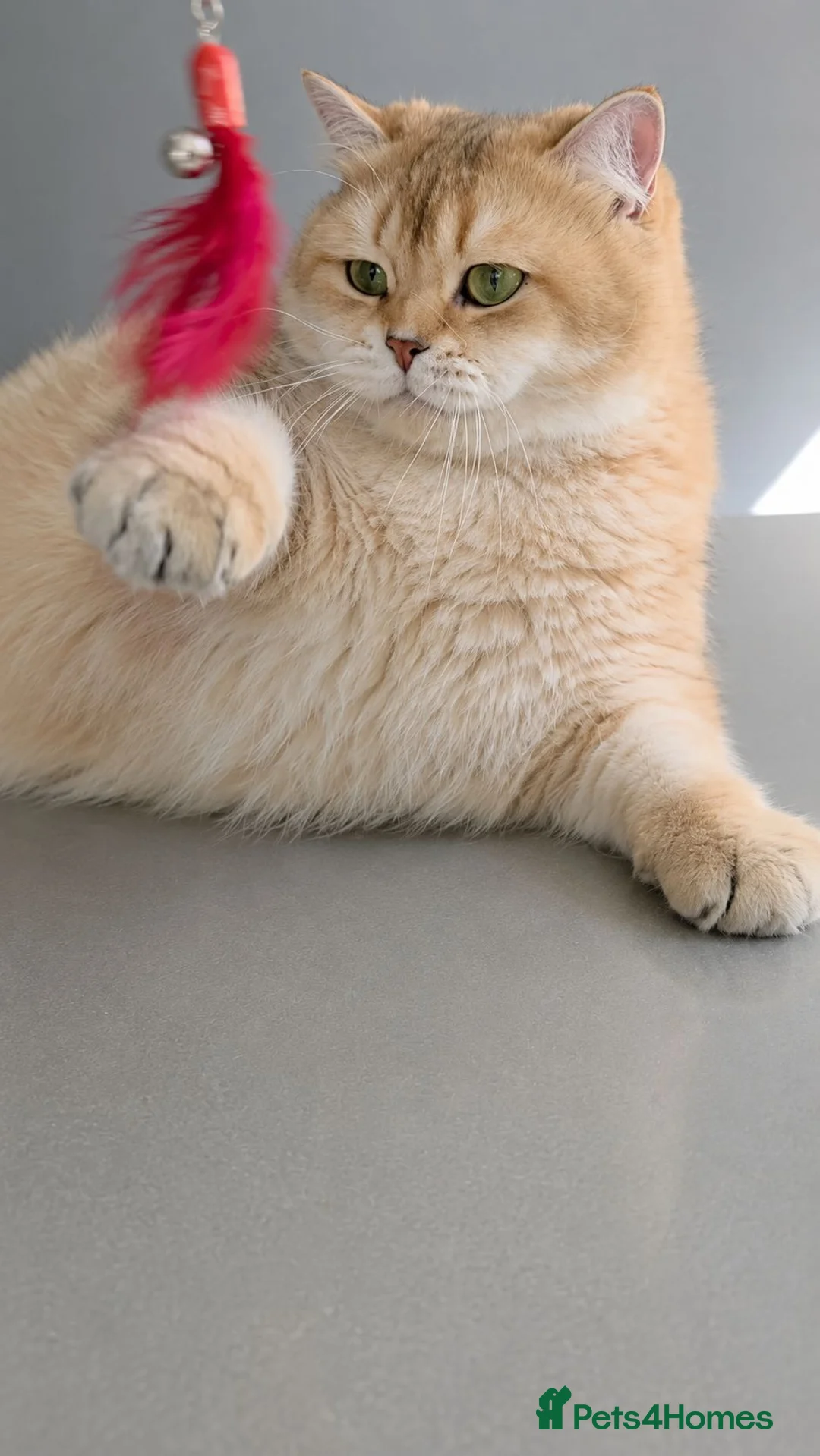 British Shorthair cats for sale: Sahara – Black Golden Tipped British Shorthair  - Advert 2