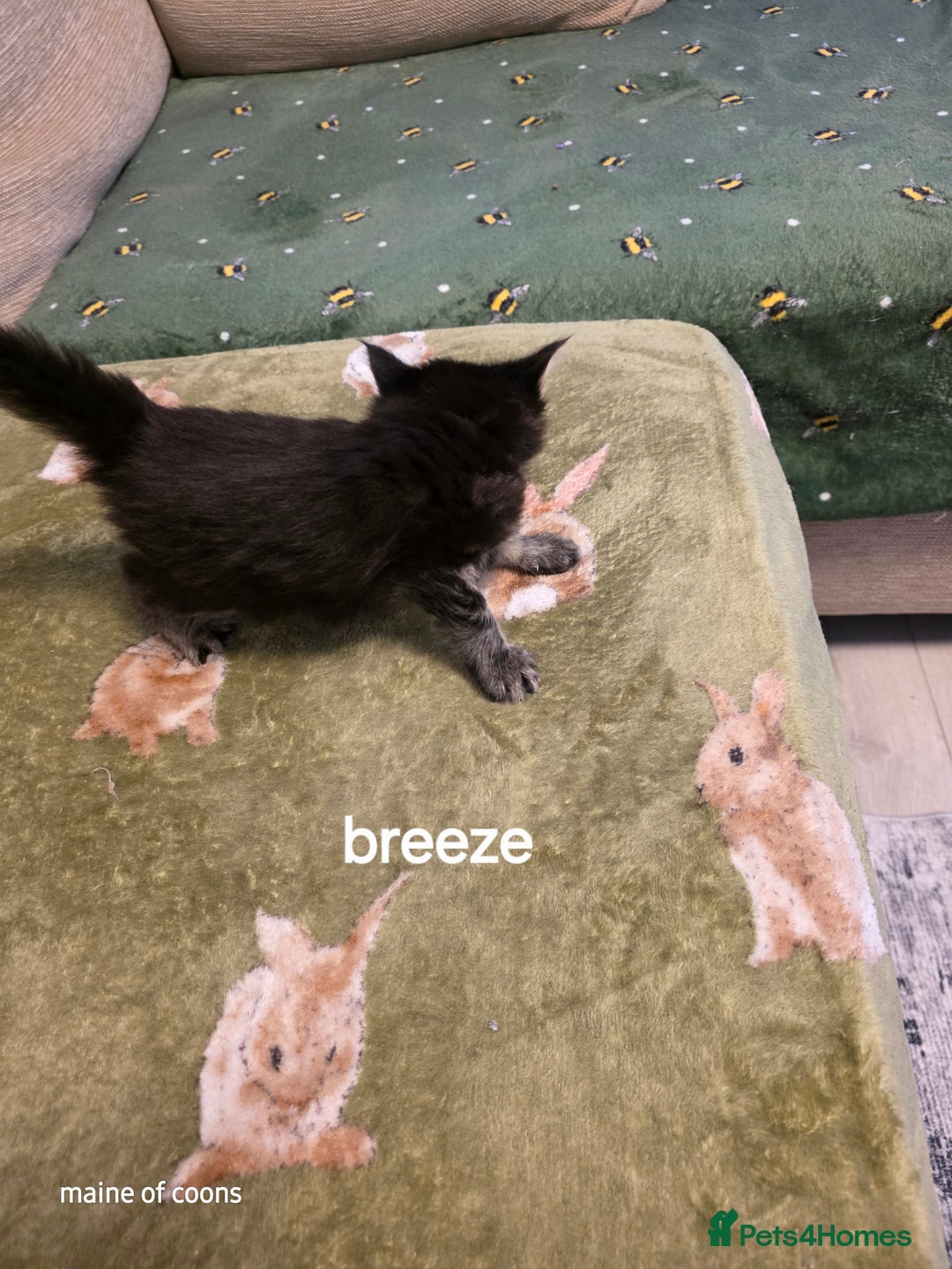 Maine Coon cats for sale: Maine coon kittens - Image 13