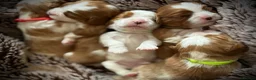 Cavalier King Charles Spaniel dogs for sale: Pedigree KC registered Cavalier Pupies - Advert 6